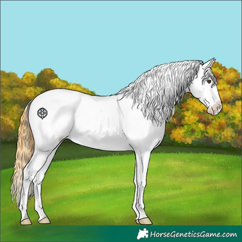 Horse Color:Buckskin Dun Appaloosa 