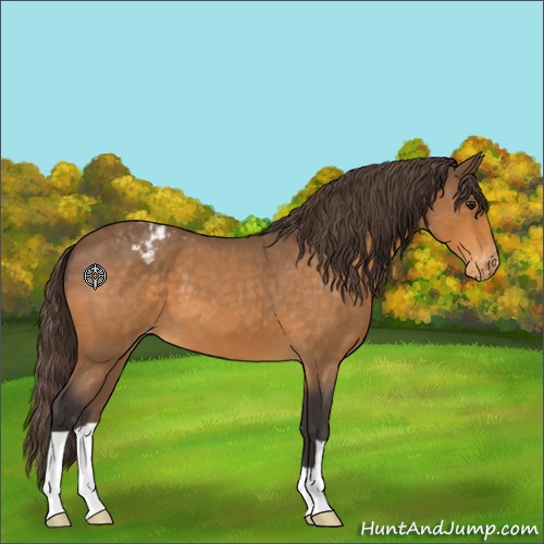 Horse Color:Unknown 