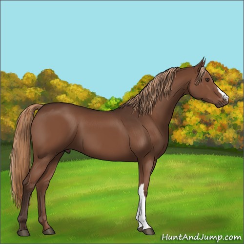 Horse Color:Liver Chestnut 