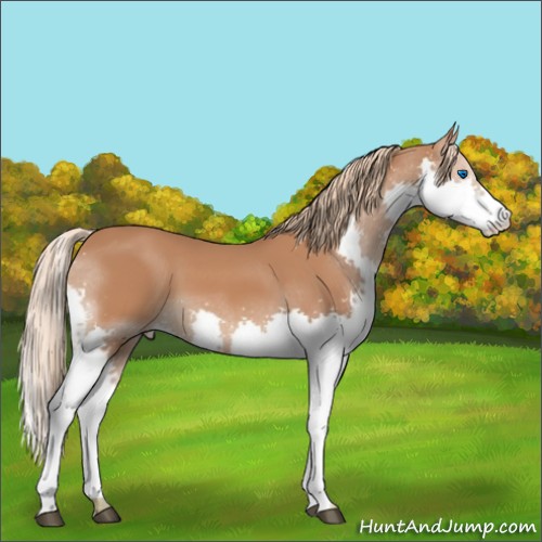 Horse Color:Chestnut Splash 