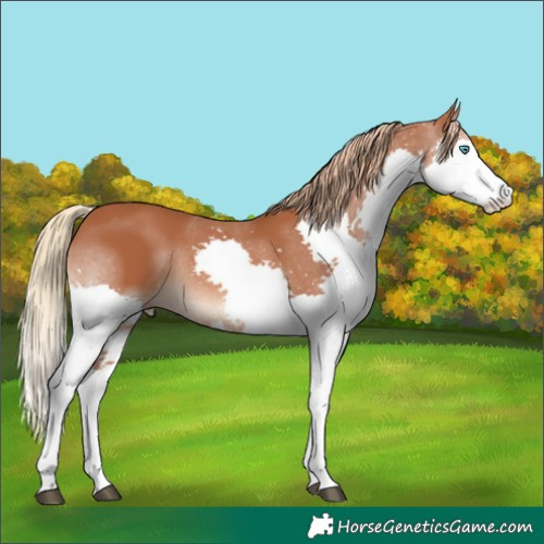 Horse Color:Chestnut Splash 