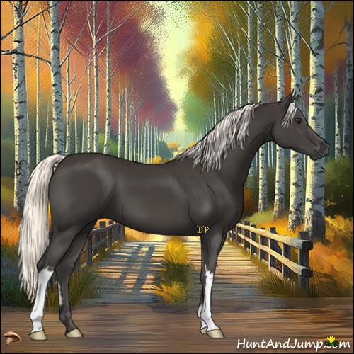 Horse Color:Liver Chestnut Mushroom 