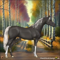 Horse Color:Liver Chestnut Mushroom 