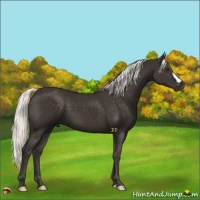 Horse Color:Liver Chestnut Mushroom 