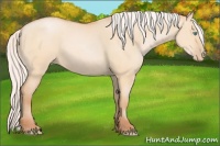 Horse Color:Silver Buckskin Pearl Dun Rabicano