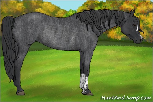 Horse Color:Blue Roan  and Blue Roan Rabicano 