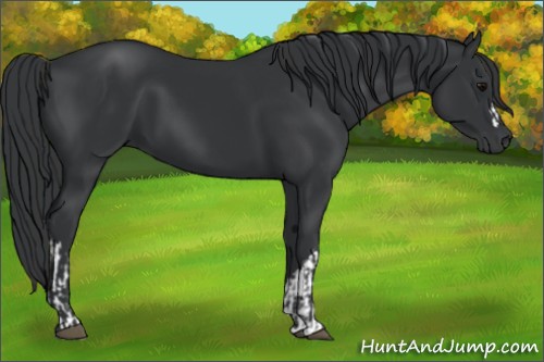 Horse Color:Black and Black