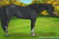 Horse Color:Black  and Black 