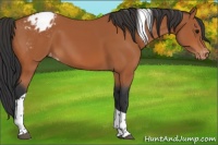 Horse Color:Bay Sabino Tobiano Appaloosa 