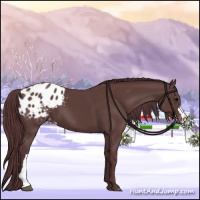Horse Color:Chocolate Black Appaloosa