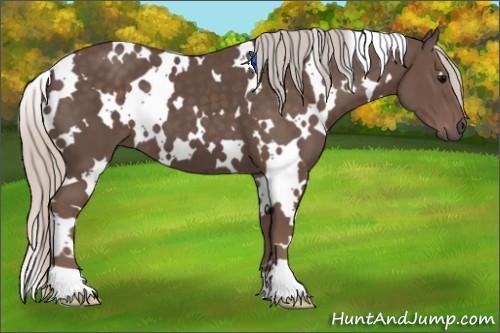 Horse Color:White Spotted Silver Black