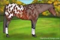 Horse Color:Bay Sabino Near Leopard 