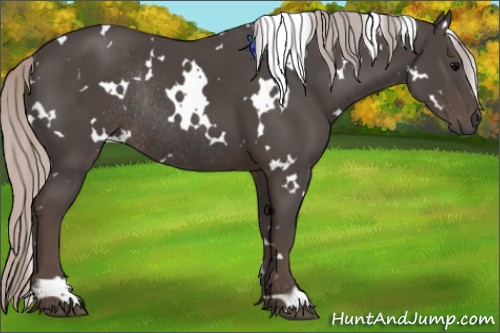 Horse Color:White Spotted Silver Black Rabicano 
