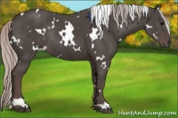 Horse Color:White Spotted Silver Black Rabicano 