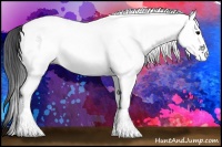 Horse Color:White Spotted Black