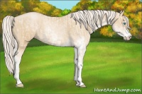 Horse Color:Cremello Sabino and Palomino Pearl Sabino