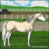 Horse Color:Palomino Dun Splash 