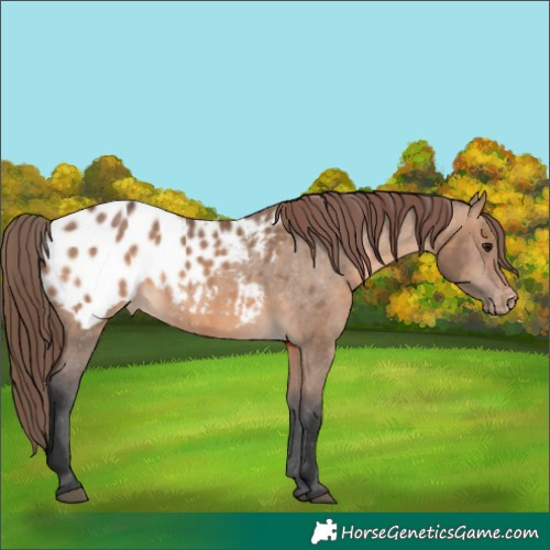 Horse Color:Brown Dun Appaloosa 
