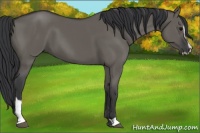 Horse Color:Grullo Sabino