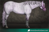 Horse Color:Silver Buckskin Ice Roan Dun