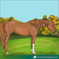 Horse Color:Chestnut 