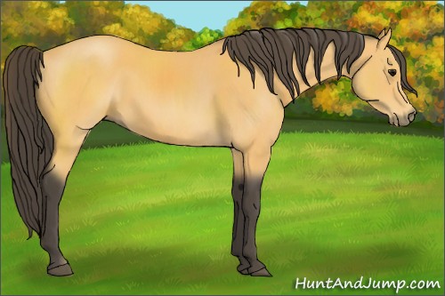 Horse Color:Buckskin Sabino Rabicano 