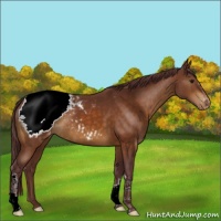 Horse Color:Chocolate Buckskin Snowcap 
