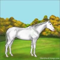 Horse Color:Liver Chestnut Ice Sabino Splash 