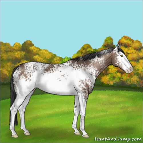 Horse Color:White Spotted Brown Dun Sabino 