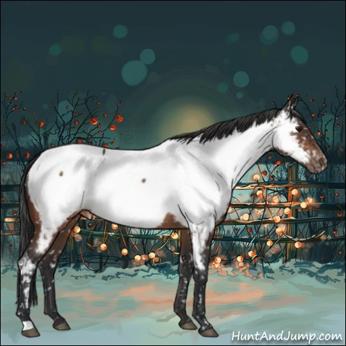 Horse Color:Brown Roan Appaloosa 