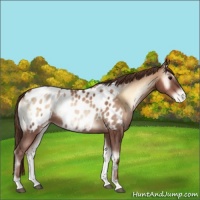 Horse Color:Brown Pearl Onyx Appaloosa 