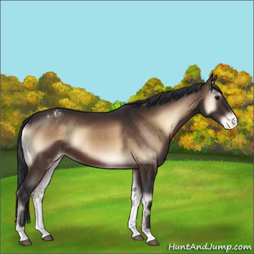 Horse Color:Brown Onyx Appaloosa 