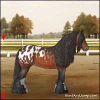 Horse Color:Brown Appaloosa 