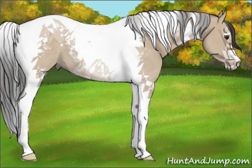 Horse Color:Bay Dun Tobiano 