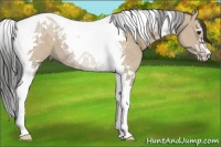 Horse Color:Bay Dun Tobiano 