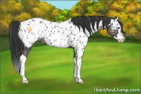 Horse Color:Black Sabino Splash Near Leopard Rabicano