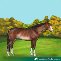Horse Color:Brown Rabicano 