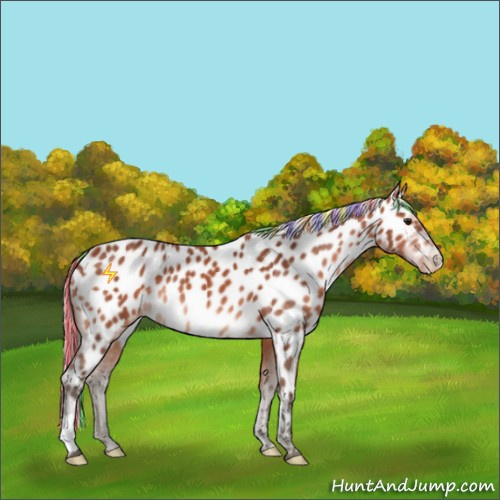 Horse Color:Painted Silver Brown Appaloosa