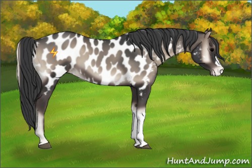 Horse Color:Blue Onyx Appaloosa