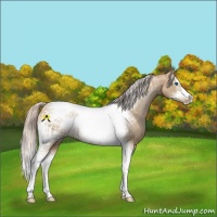 Horse Color:Chocolate Palomino Pearl Tobiano Frame  and Chocolate Palomino Pearl Splash Tobiano Frame 