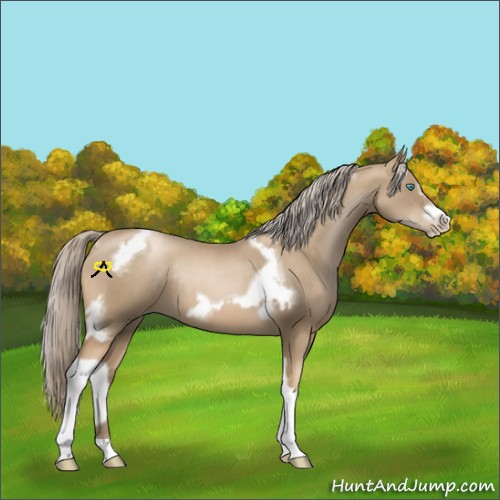 Horse Color:Chocolate Palomino Pearl Tobiano Frame  and Chocolate Palomino Pearl Tobiano Frame Rabicano 