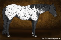 Horse Color:Black Near Leopard Rabicano 