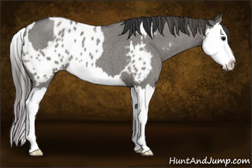 Horse Color:Grullo Roan Splash and Grullo Roan Splash Appaloosa