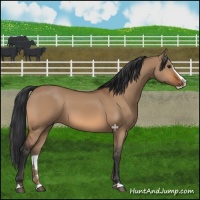 Horse Color:Bay Dun Splash 