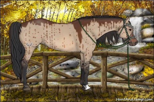 Horse Color:Bay Dun
