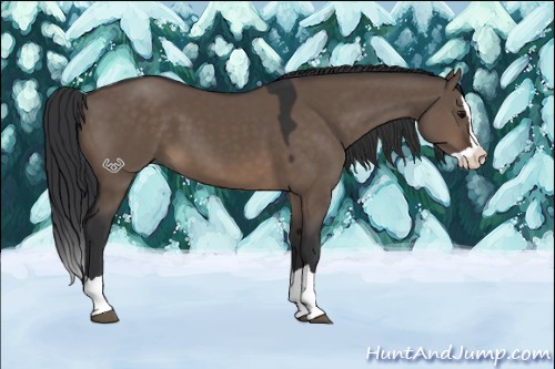 Horse Color:Brown Dun Splash 