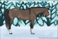 Horse Color:Brown Dun Splash