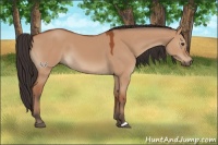 Horse Color:Bay Dun