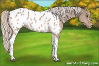 Horse Color:Silver Bay Dun Tobiano Appaloosa 
