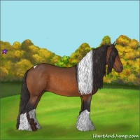 Horse Color:Buckskin Tobiano 